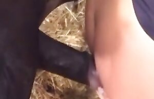 Một người phụ nữ gợi cảm tham gia vào hoạt động tình dục với một con ngựa trong một video nóng bỏng